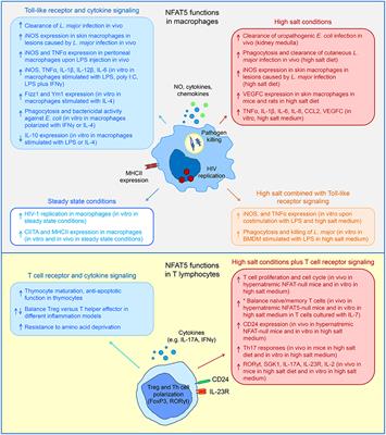 Regulation of Inflammatory Functions of Macrophages and T Lymphocytes by NFAT5